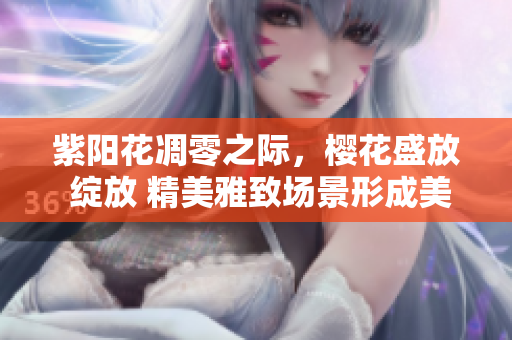 紫陽(yáng)花凋零之際，櫻花盛放 綻放 精美雅致場(chǎng)景形成美妙畫(huà)卷
